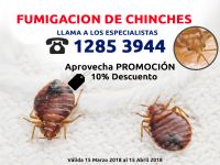 Fumigacion de chinches.